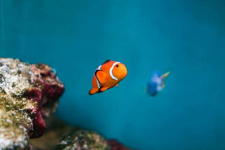 Finding nemo and dory as real fish percula clownfish pacific blue tang picjumbo com